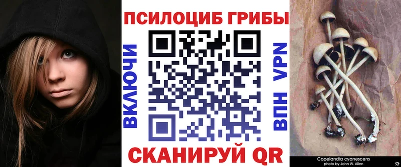 где купить наркотик  Сертолово  Псилоцибиновые грибы GOLDEN TEACHER 